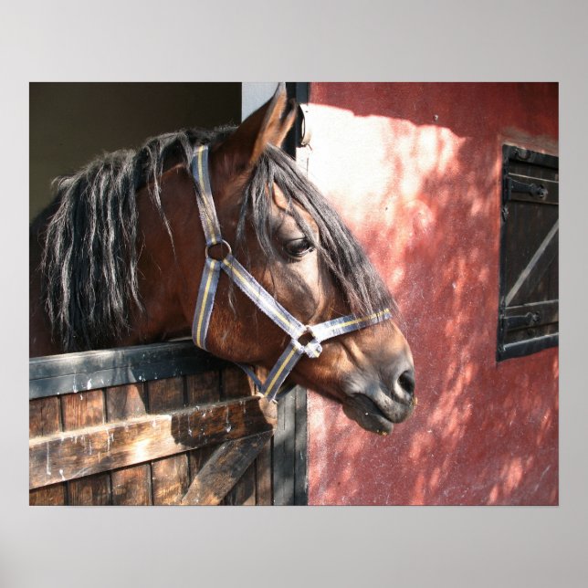 Pretty Bay Horse in a Sunlit Stable Poster (Front)