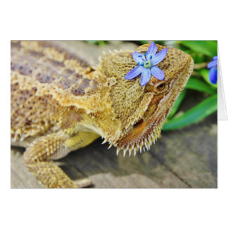 Pretty Bearded Dragon