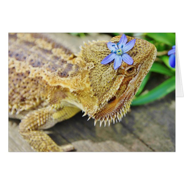 Pretty Bearded Dragon (Front Horizontal)