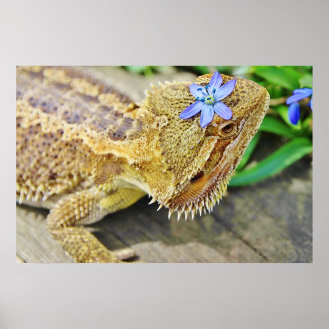 Pretty Bearded Dragon Poster (Front)