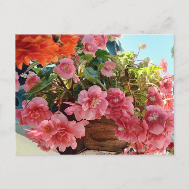 Pretty Begonia Flowers Postcard (Front)