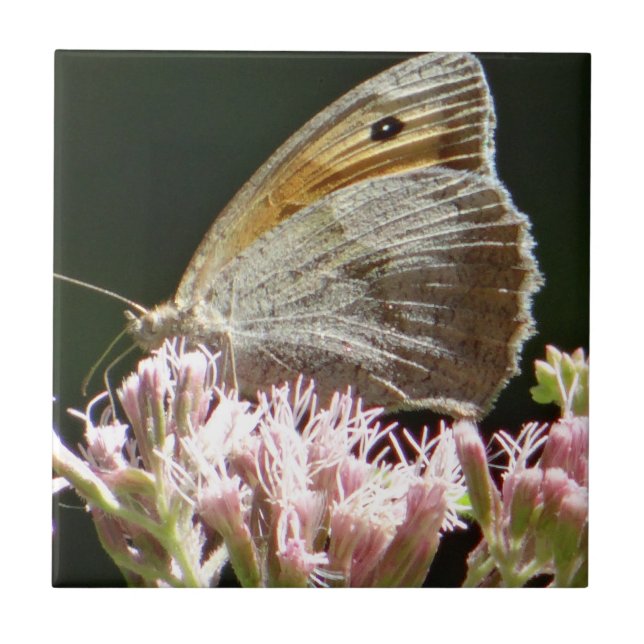 Pretty big butterfly  ceramic tile (Front)