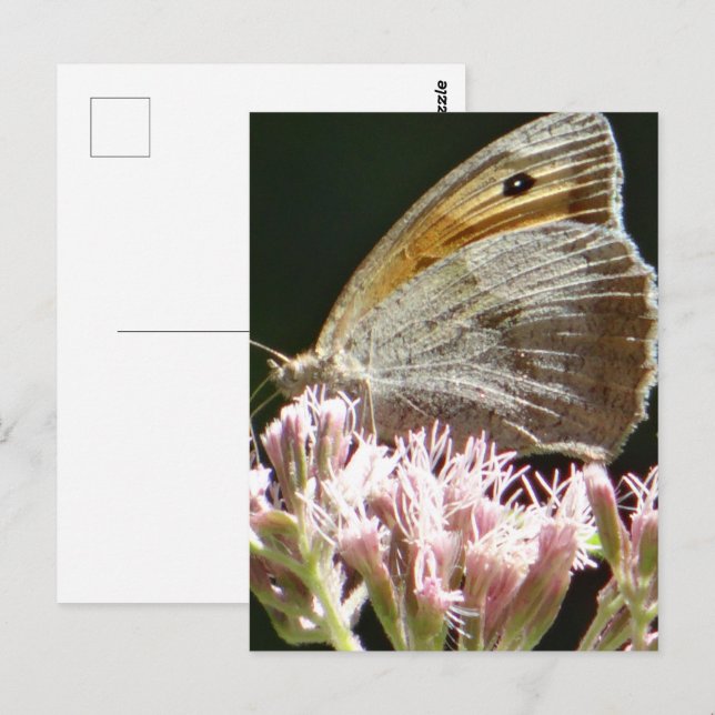 Pretty big butterfly flat card (Front/Back)