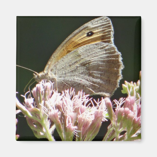 Pretty big butterfly  magnet (Front)
