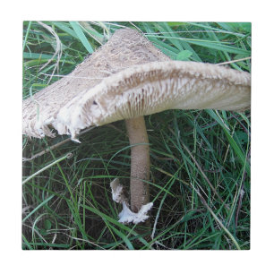 Pretty big mushroom ceramic tile