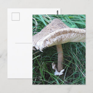Pretty big mushroom postcard