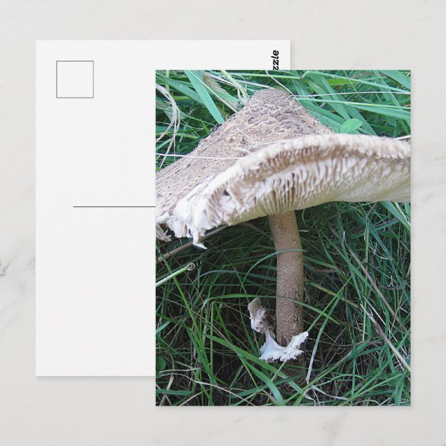 Pretty big mushroom postcard (Front/Back)