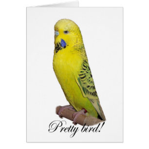 Pretty Bird card