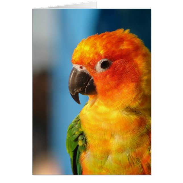 Pretty Bird Colourful Blank Inside Greeting Card (Front)