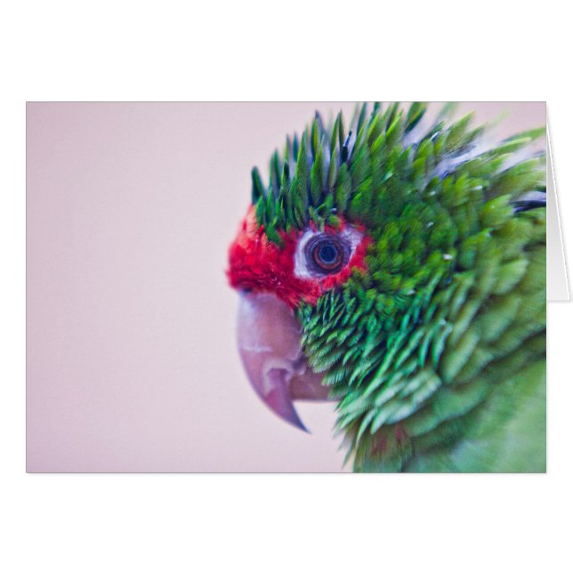 Pretty bird in Ollantaytambo (Front Horizontal)