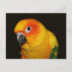 Pretty Bird Postcard