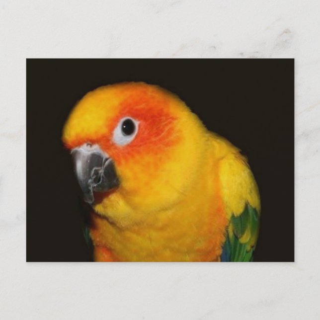 Pretty Bird Postcard (Front)