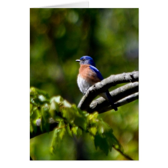 Pretty Bird! Send a Smile (Front)