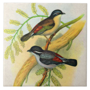 pretty birds print ceramic tile