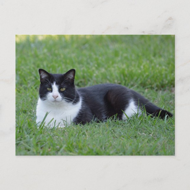 Pretty Black and White Tuxedo Cat Photo Postcard (Front)