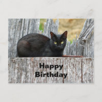 Pretty Black Cat Log Photo Birthday