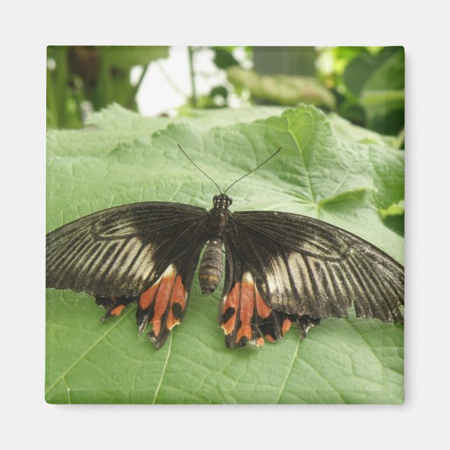 Pretty Black Red and Gold Butterfly Magnet (Front)