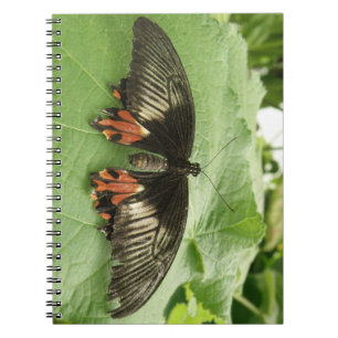 Pretty Black Red and Gold Butterfly Notebook
