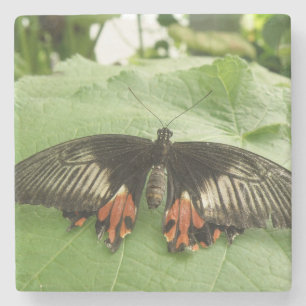 Pretty Black Red and Gold Butterfly Stone Coaster