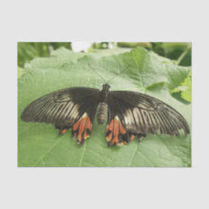 Pretty Black Red and Gold Butterfly Tissue Paper