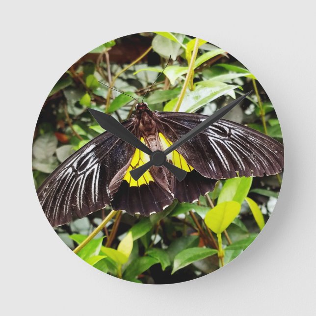 pretty black yellow butterfly photograph round clock (Front)