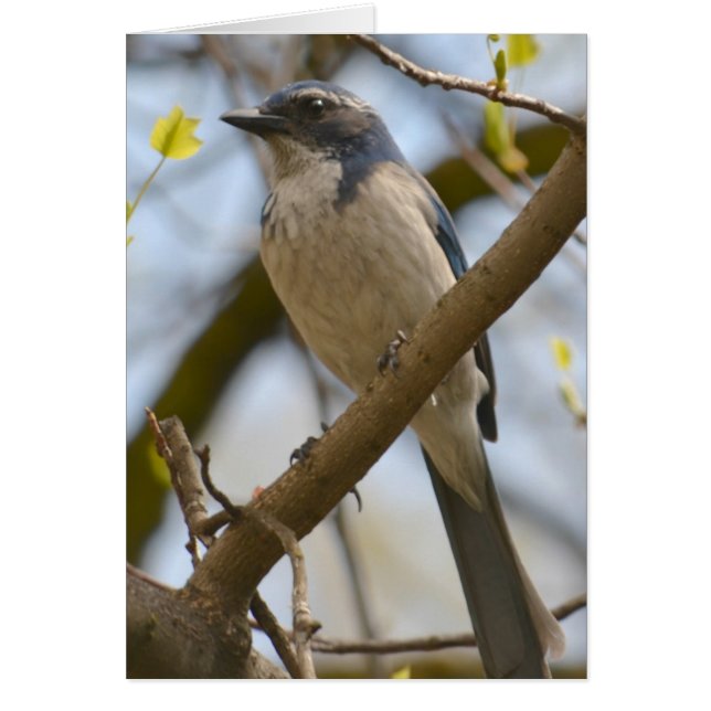 Pretty Blue Bird (Front)