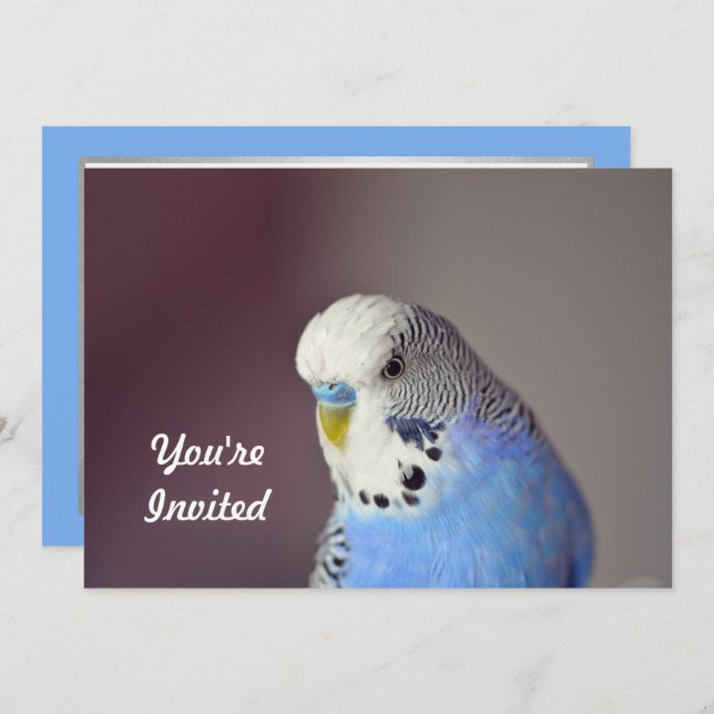 Pretty Blue Budgie Photo Birthday Invitation (Front/Back)