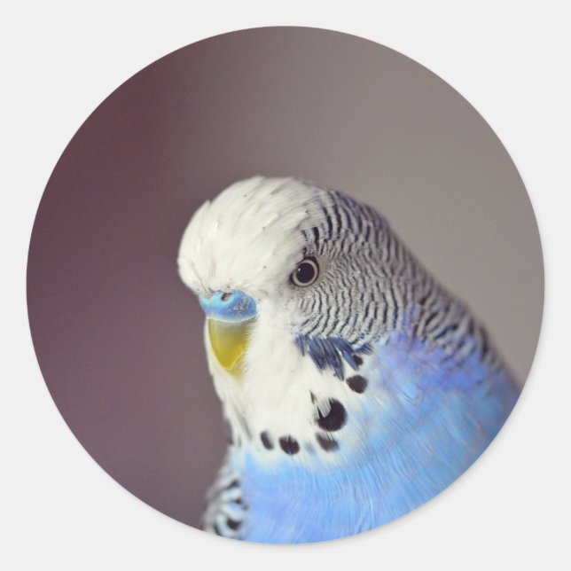 Pretty Blue Budgie Photo Classic Round Sticker (Front)