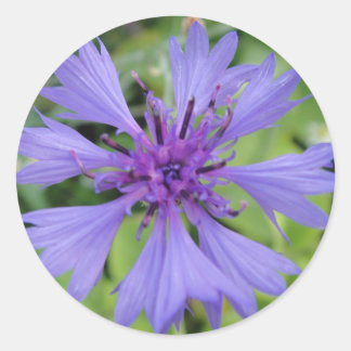Pretty blue cornflower classic round sticker
