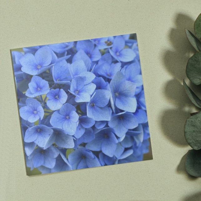 Pretty Blue Hydrangea Bloom Floral Ceramic Tile (In Situ)
