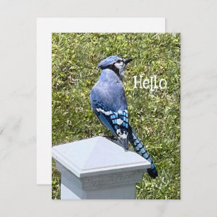 Pretty Blue Jay Bird Custom Greeting Cards