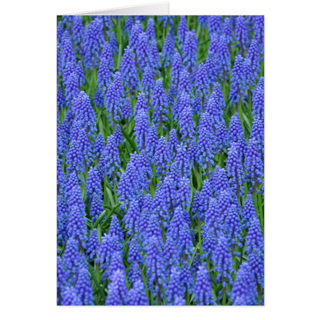 Pretty blue muscari flowers (Front)