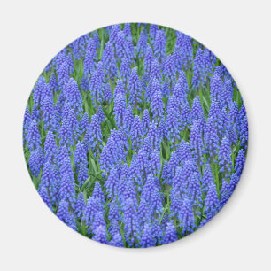 Pretty blue muscari flowers magnet