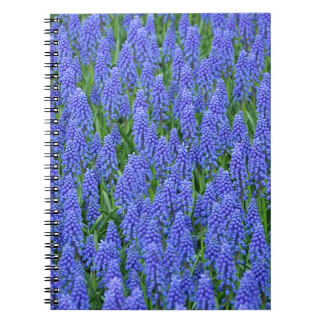 Pretty blue muscari flowers notebook (Front)