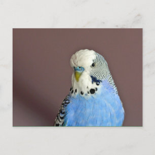 Pretty Blue Parakeet Photo Postcard