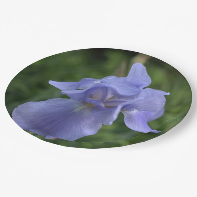 Pretty Blue Periwinkle Iris Flower Paper Plate (Angled)