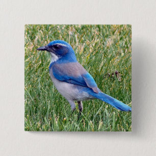 Pretty Blue Scrub Jay Bird Photo 15 Cm Square Badge