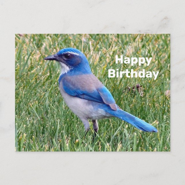 Pretty Blue Scrub Jay Bird Photo Birthday Postcard (Front)