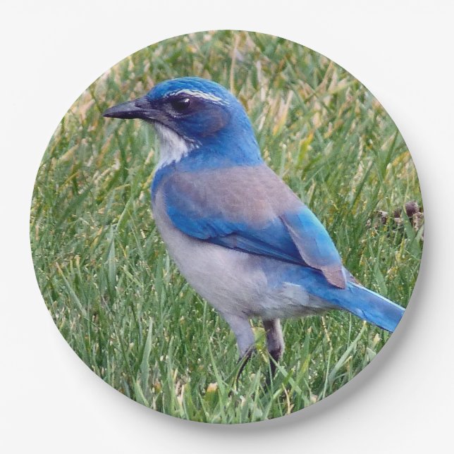 Pretty Blue Scrub Jay Bird Photo Paper Plate (Front)