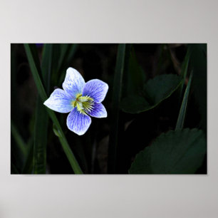 Pretty Blue Violet Wild Flower in Nature Photo Poster