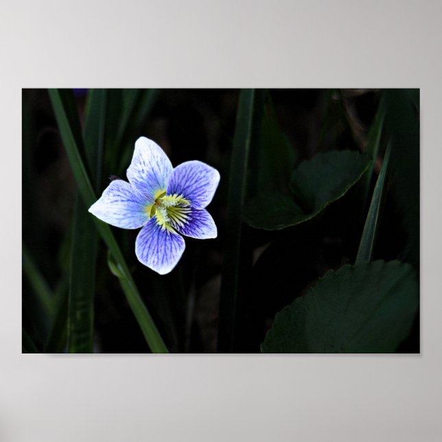 Pretty Blue Violet Wild Flower in Nature Photo Poster (Front)
