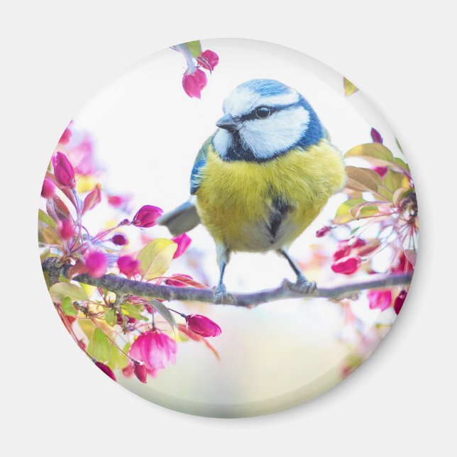 Pretty Blue & Yellow Bird on a Branch Photograph Magnet (Front)