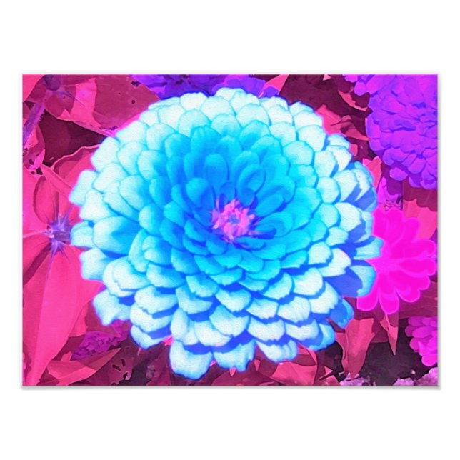 Pretty Blue Zinnia in the Purple Summer Garden Photo Print (Front)