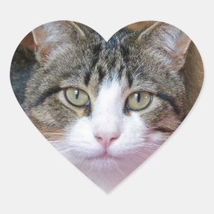 Pretty Boy Heart Sticker