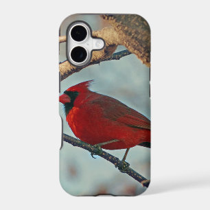 Pretty Boy Male Cardinal