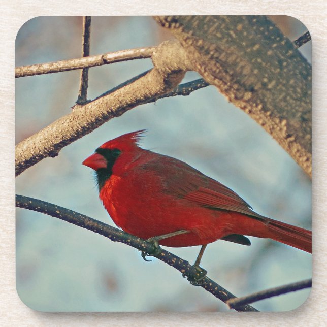 Pretty Boy Male Cardinal Coaster (Front)