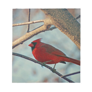 Pretty Boy Male Cardinal Notepad
