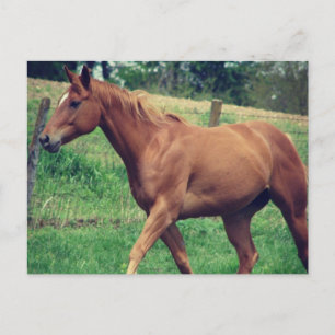 Pretty Boy, Scotch Postcard