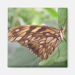 Pretty Brown Butterfly Magnet