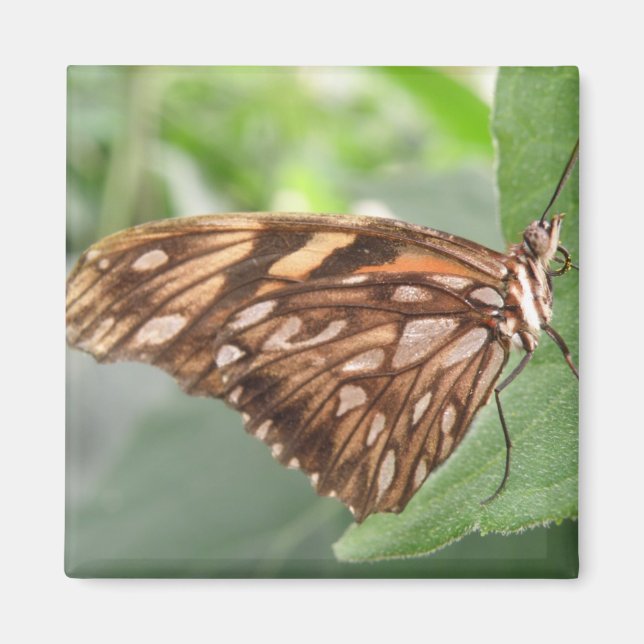 Pretty Brown Butterfly Magnet (Front)